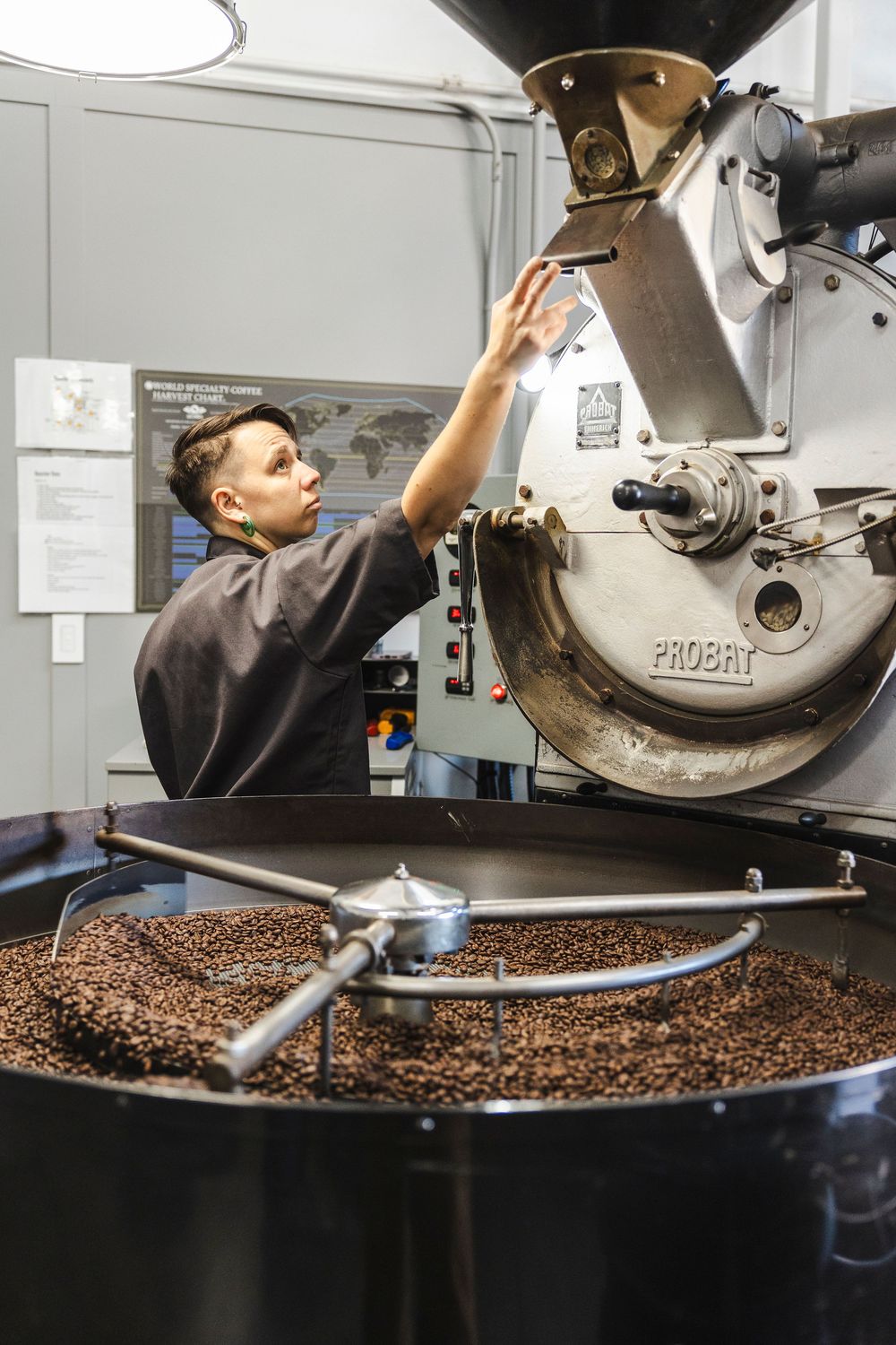 Coffee roaster operates industrial roasting machine with fresh beans cooling in rotating drum below.
