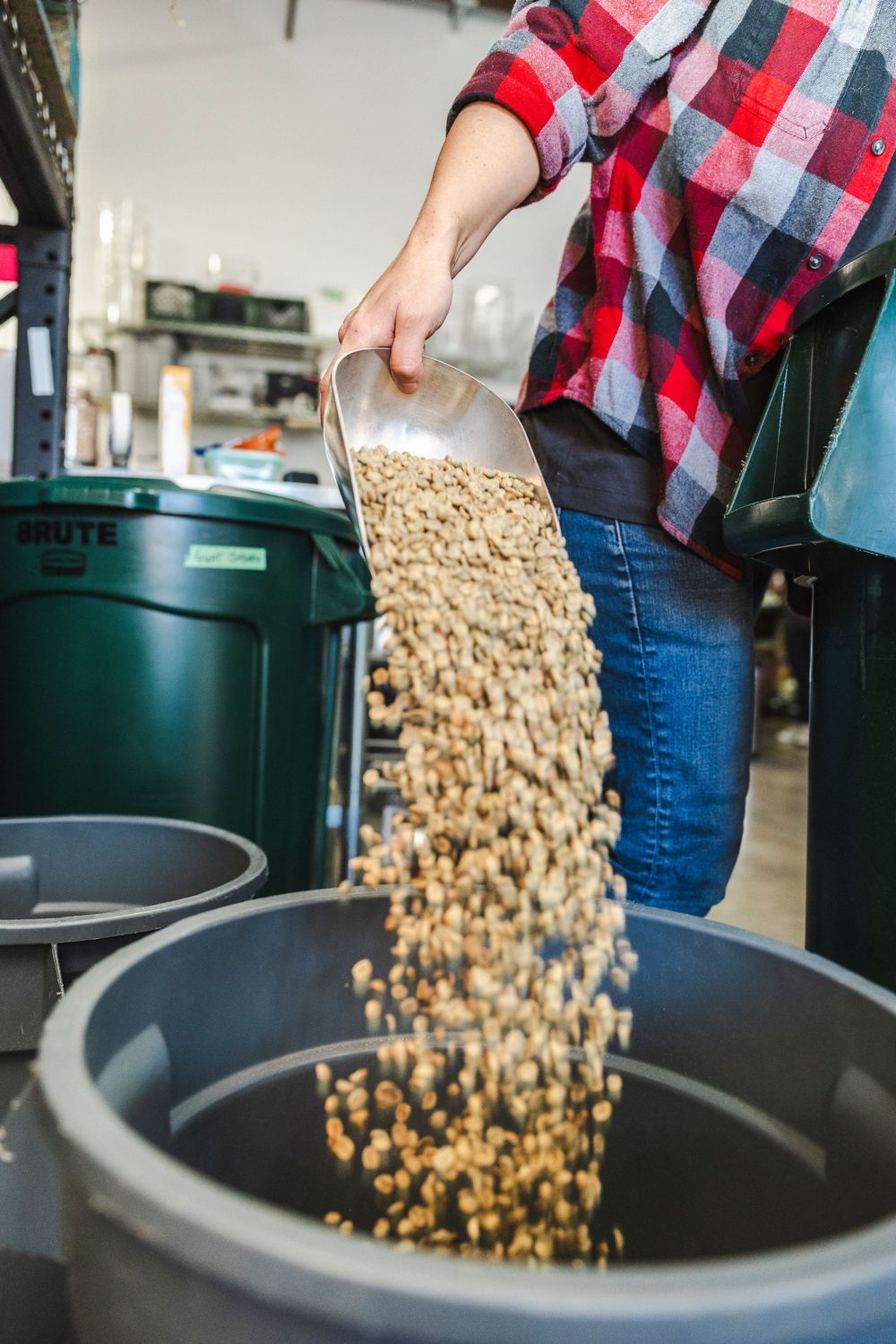 Raw coffee beans being poured into a large black container from a measuring scoop in a plaid shirt.