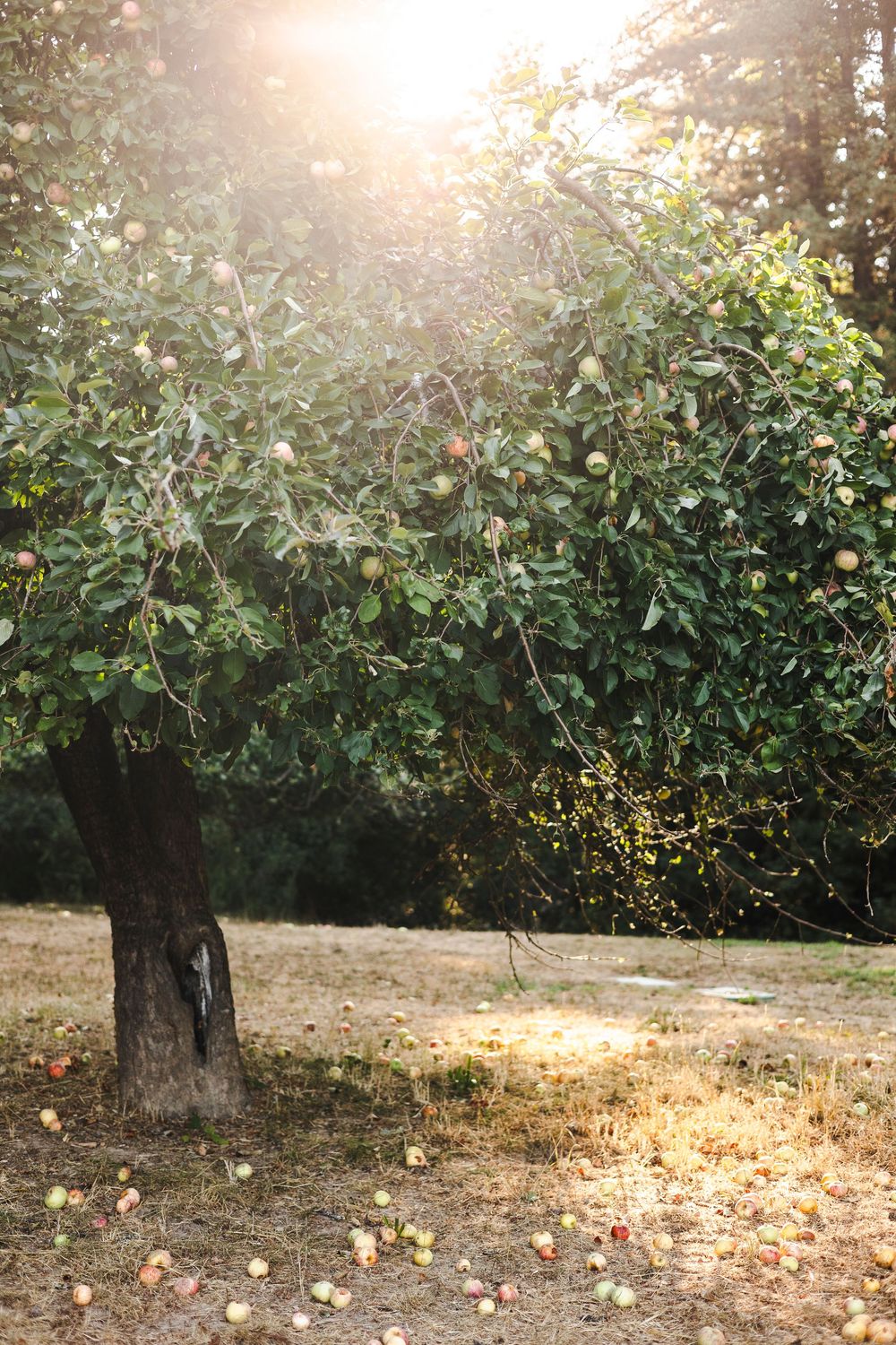 Sun rays filter through an apple orchard with fallen fruit scattered on the ground beneath leafy green trees.