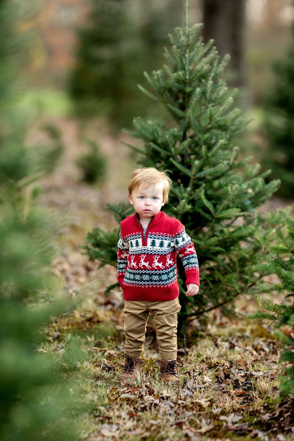 Adorable toddler boy in red Nordic reindeer sweater stands among small Christmas trees at a tree farm.