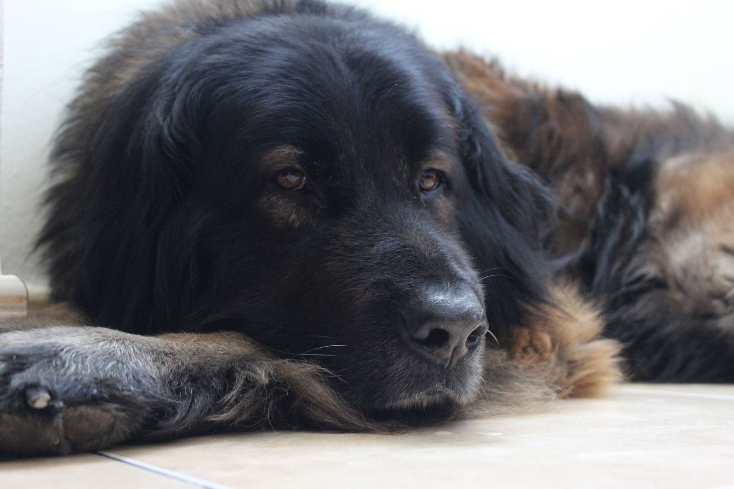 Large black and tan fluffy dog resting head on paws lying on tiled floor indoors.