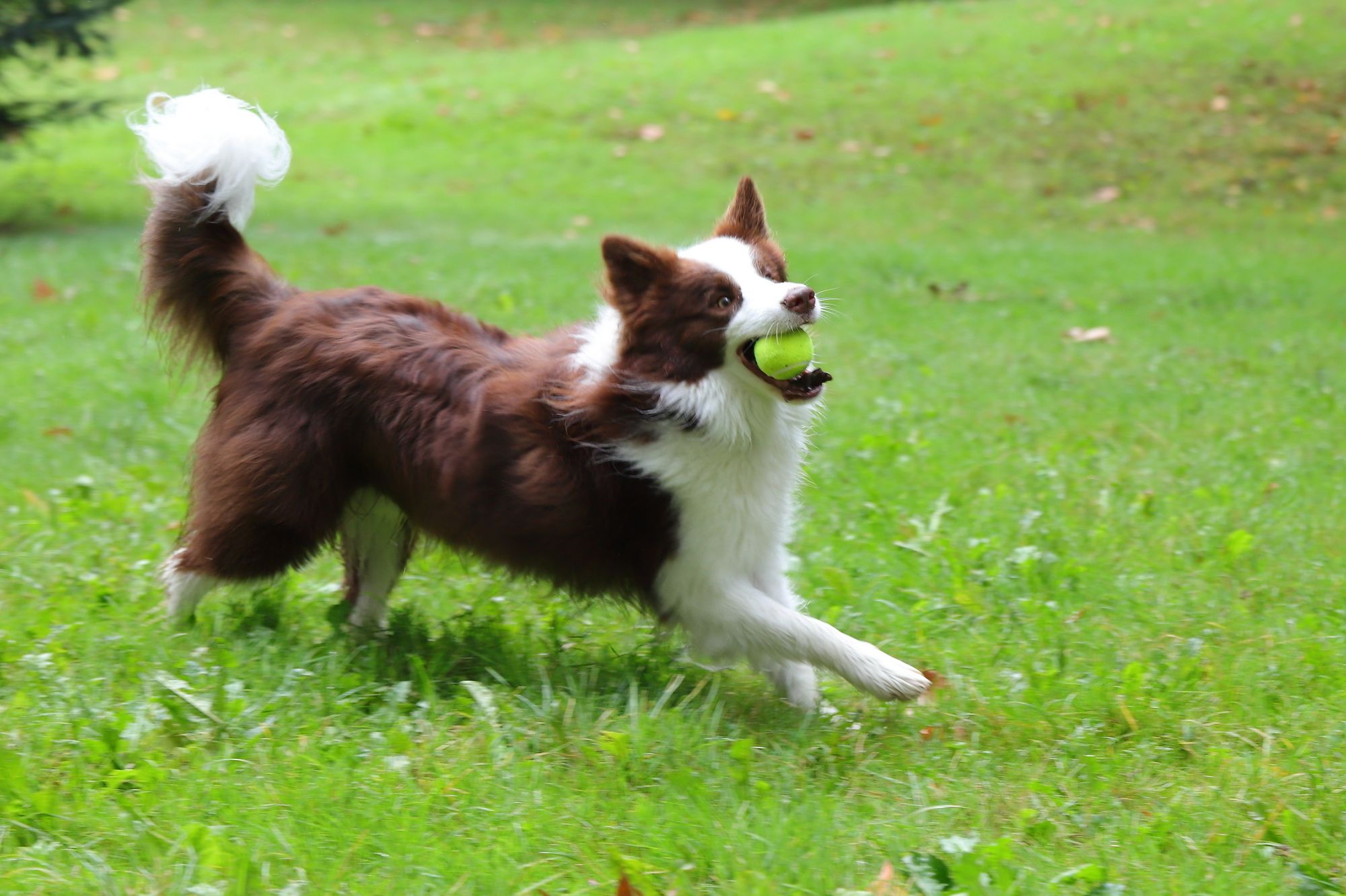 Fotografía de productos para mascotas, modelo de perro border collie