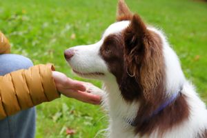 husky, dolmat, border collie, dog models for canin products and supplies in Europe, Spain, France, Portugal, German