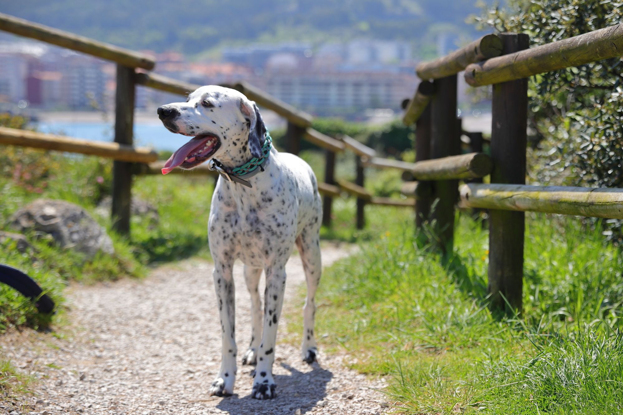 Fotografía de mascota en Vitoria-Gasteiz, imagen cálido y natural, Euskadi, País Vasco, España
