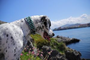 Fotografía de mascota en Vitoria-Gasteiz, imagen cálido y natural, Euskadi, País Vasco, España