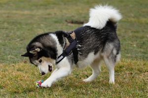 sesiones de fotos con perros y gatos