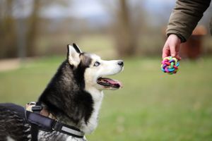 fotografía profesional de productos para mascotas en Vitoria-Gasteiz
