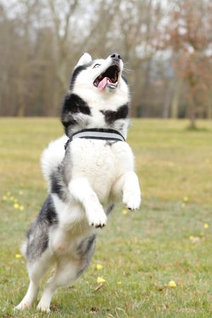 fotografía profesional de productos para mascotas en España