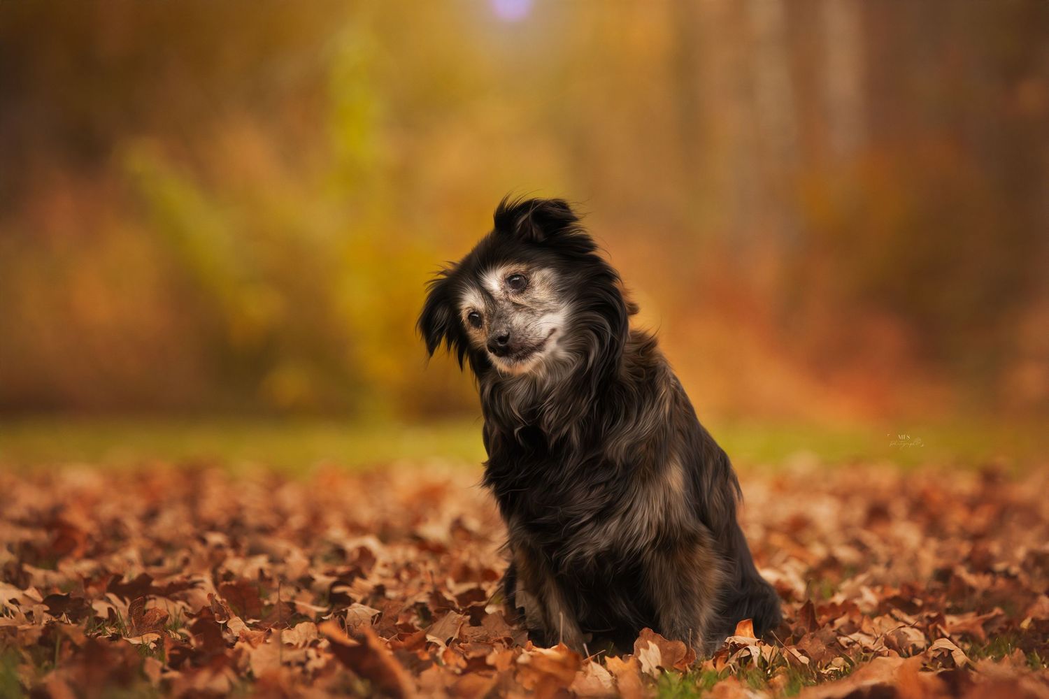 dog-portrait-photoshoot
senior-dog-photoshoot
rainbow-bridge-photoshoot