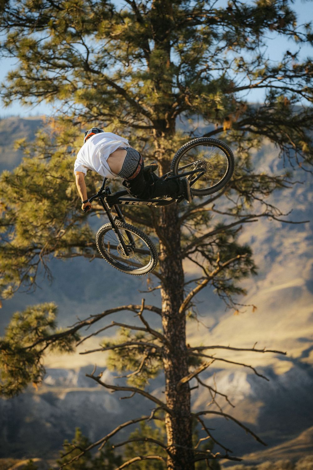 Mountain biker performs aerial trick against backdrop of pine trees and mountains at sunset.