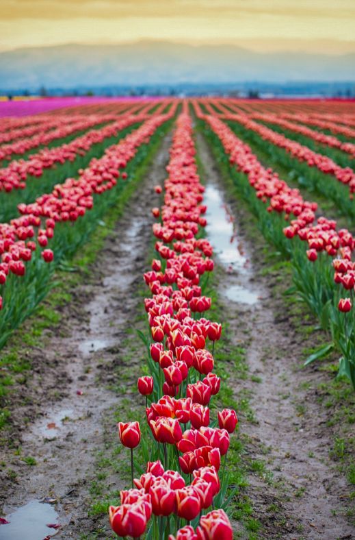 Roozengarde Tulip Festival family photoshoot in the tulip fields in Skagit Valley
