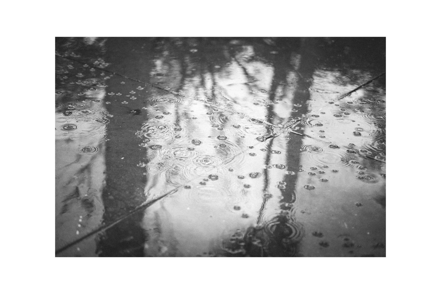 Reflections of trees and branches in still water create an abstract black and white pattern.