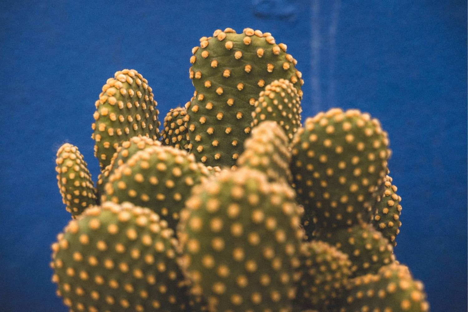 Close-up shots of cactus spines against a deep blue background showing textural details.