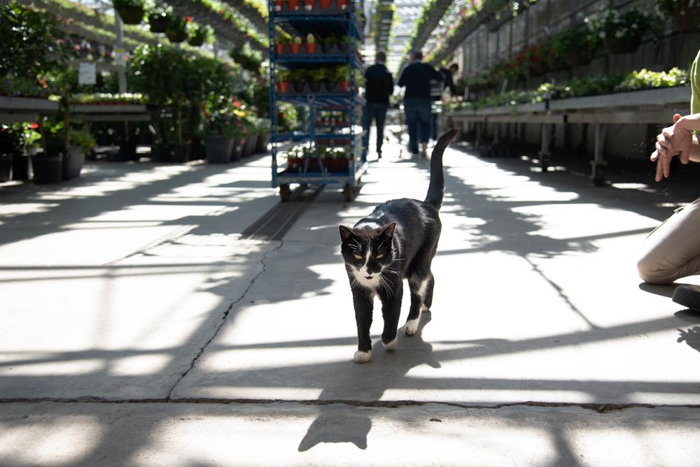 A black cat walks along a sunlit walkway bordered by plants at Bradford Greenhouse in Barrie, ON