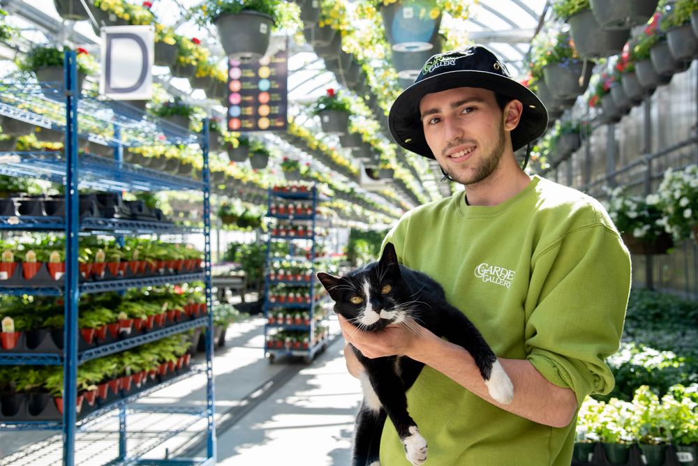 Employee in green sweatshirt and bucket hat holds a black cat while working in at Bradford Greenhouse filled with hanging plants.