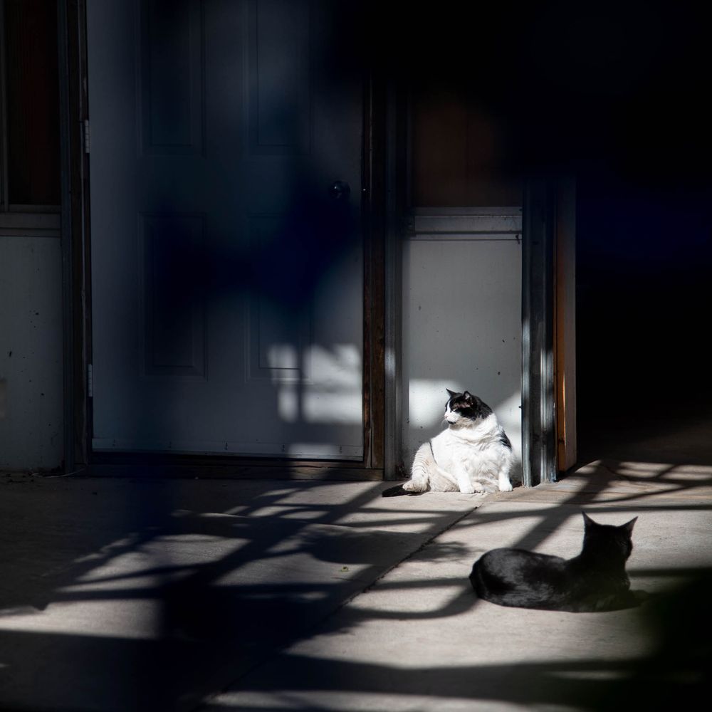 Two cats lounging in dramatic shadows and light cast through window panes onto white floor at Bradford Greenhouse in Barrie, ON