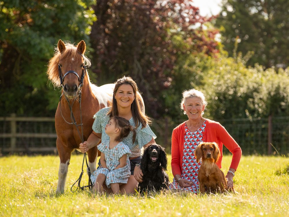 A brown horse, three dogs of different breeds and colors stand together in a sunny meadow on a summer day.