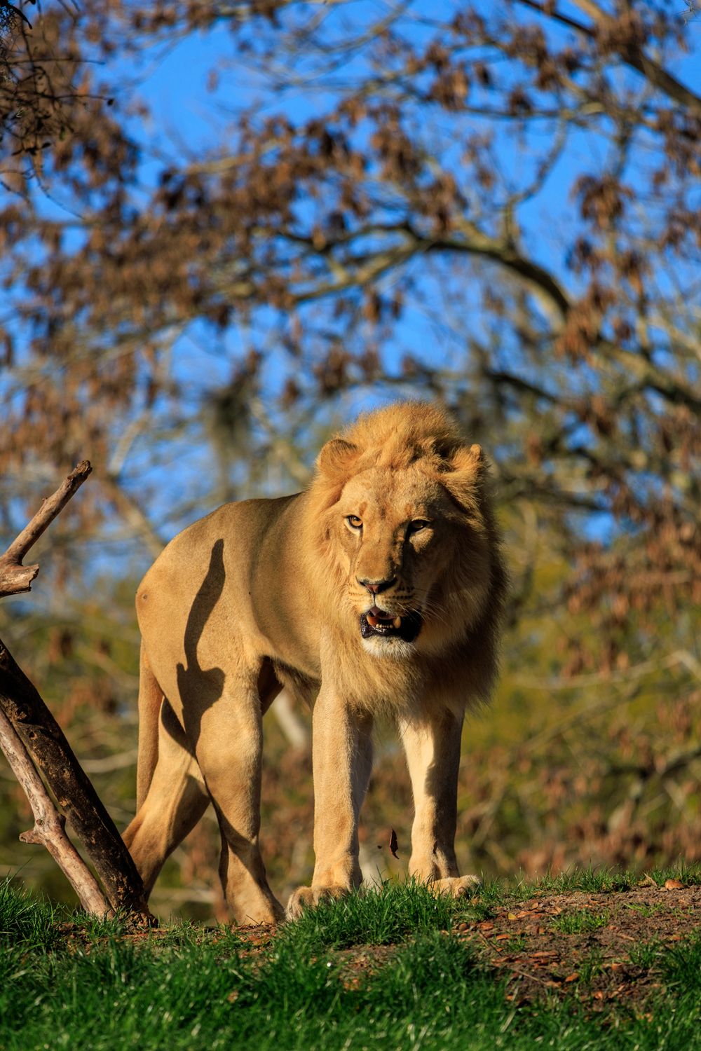 Two majestic male lions walk along a grassy ridge against a blue autumn sky with brown trees in the background.