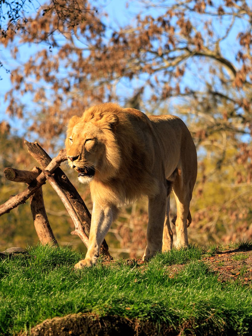 Lion carrying a large tree branch while walking on grassy terrain during autumn season.