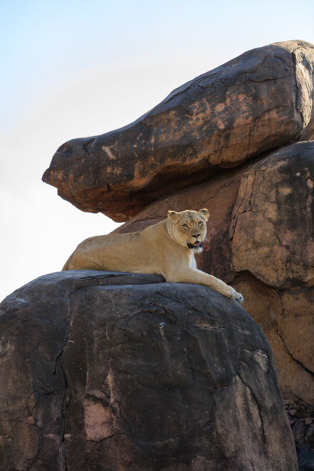 A mountain lion perches alertly on a dark rocky ledge in a desert landscape.