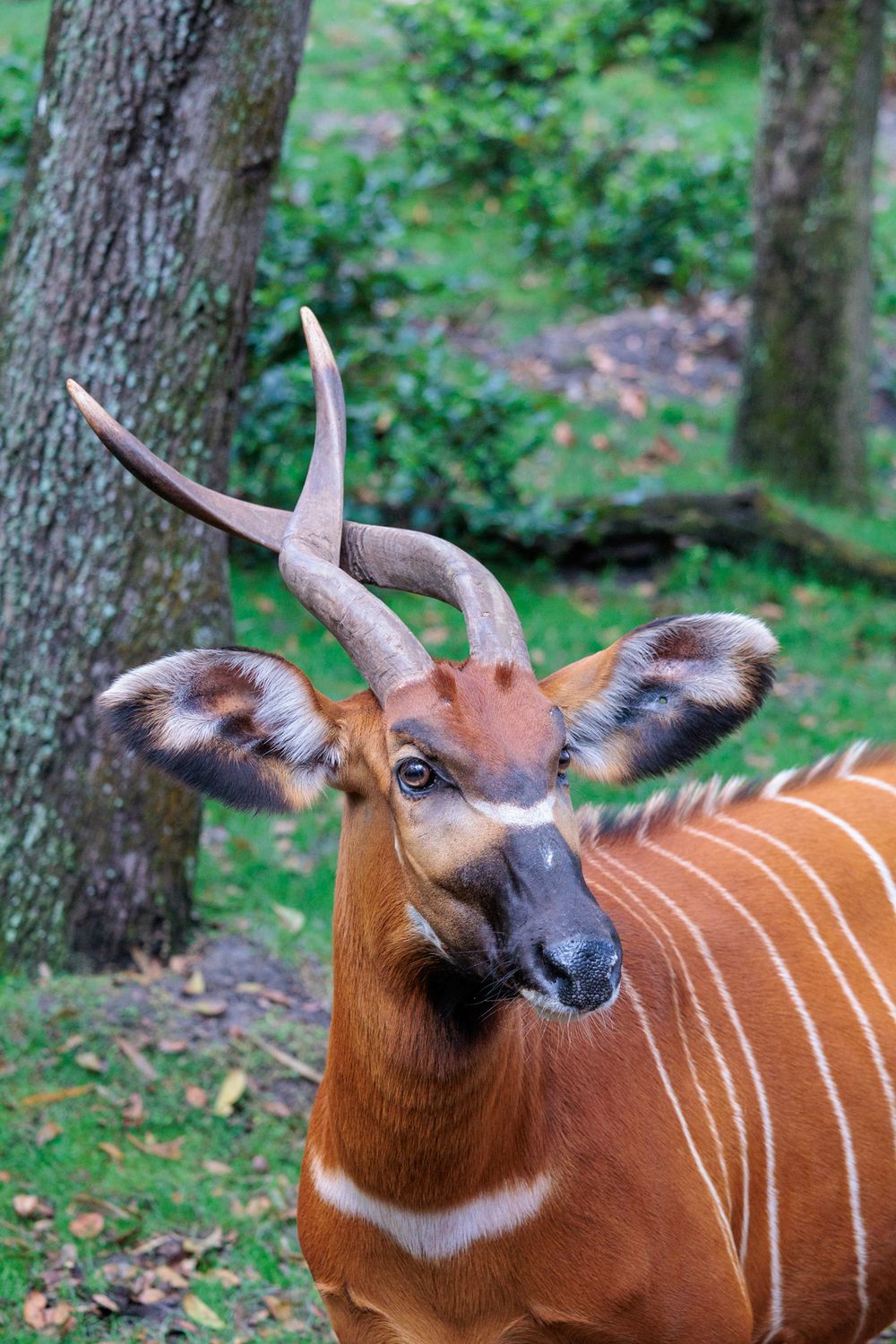 A close-up sequence of a bongo antelope's head showing its reddish-brown coat, white stripes and distinctive spiral horns.