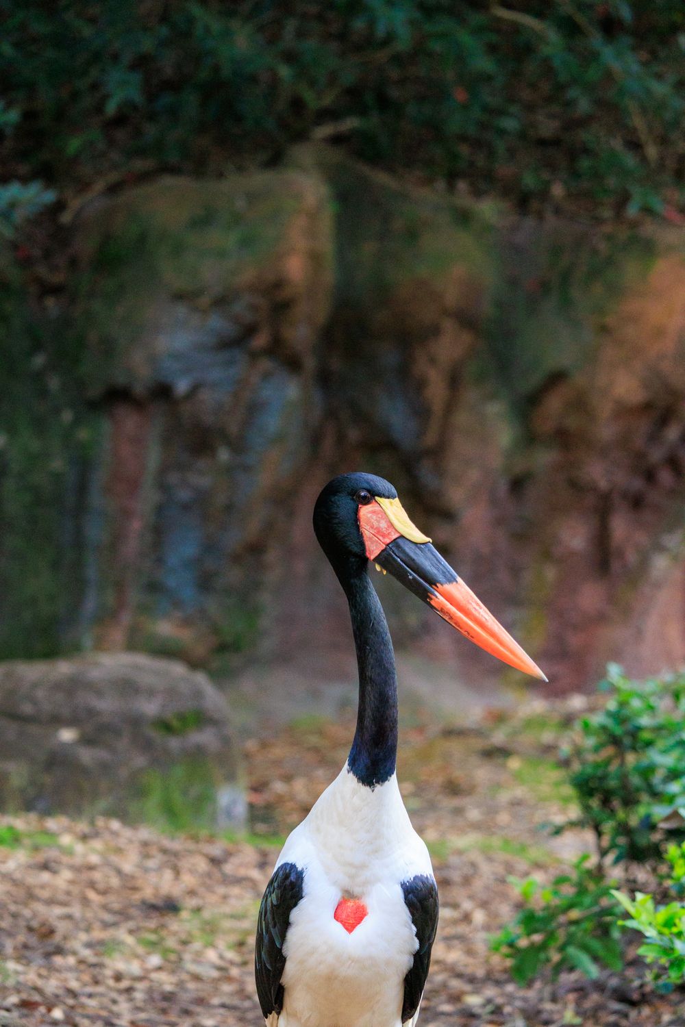 A black and white Saddle-billed Stork with distinctive orange beak stands in a natural outdoor setting.