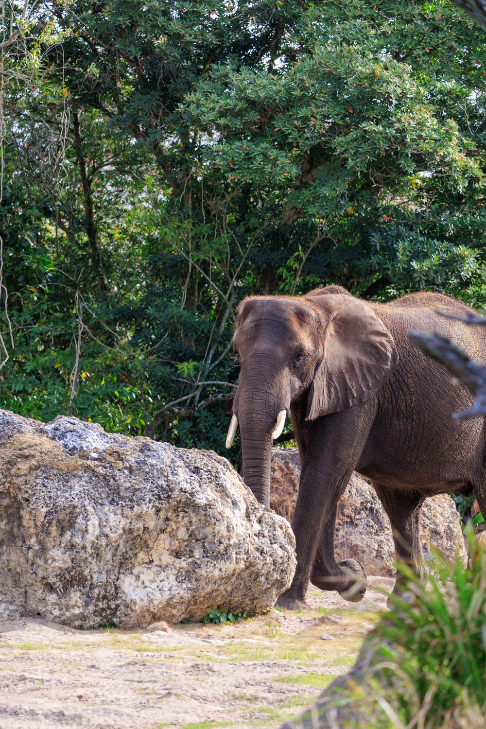 African elephant standing near large rock formations in a natural habitat surrounded by lush green vegetation.