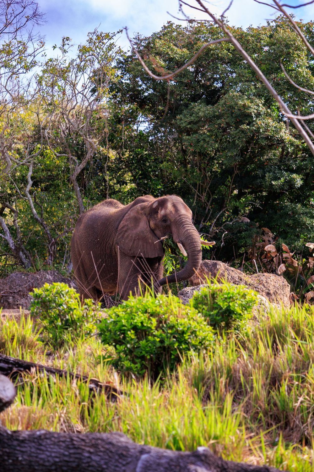 African elephants graze in tall grass near trees during golden hour in their natural savanna habitat.