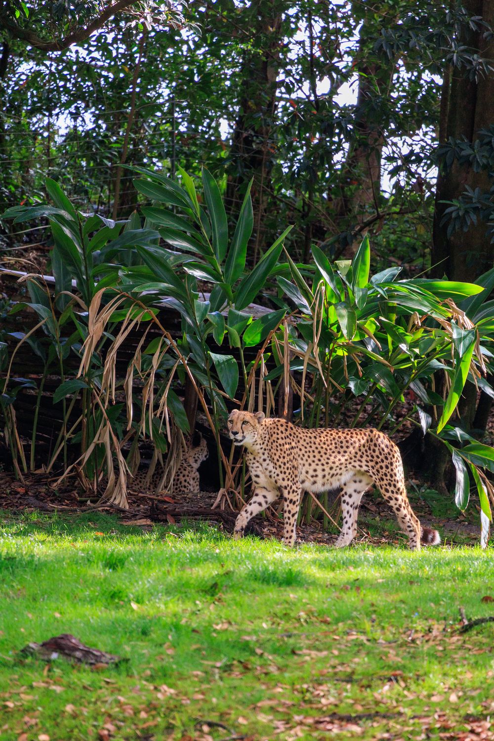 Spotted leopard prowling through lush green vegetation at the edge of a tropical forest.