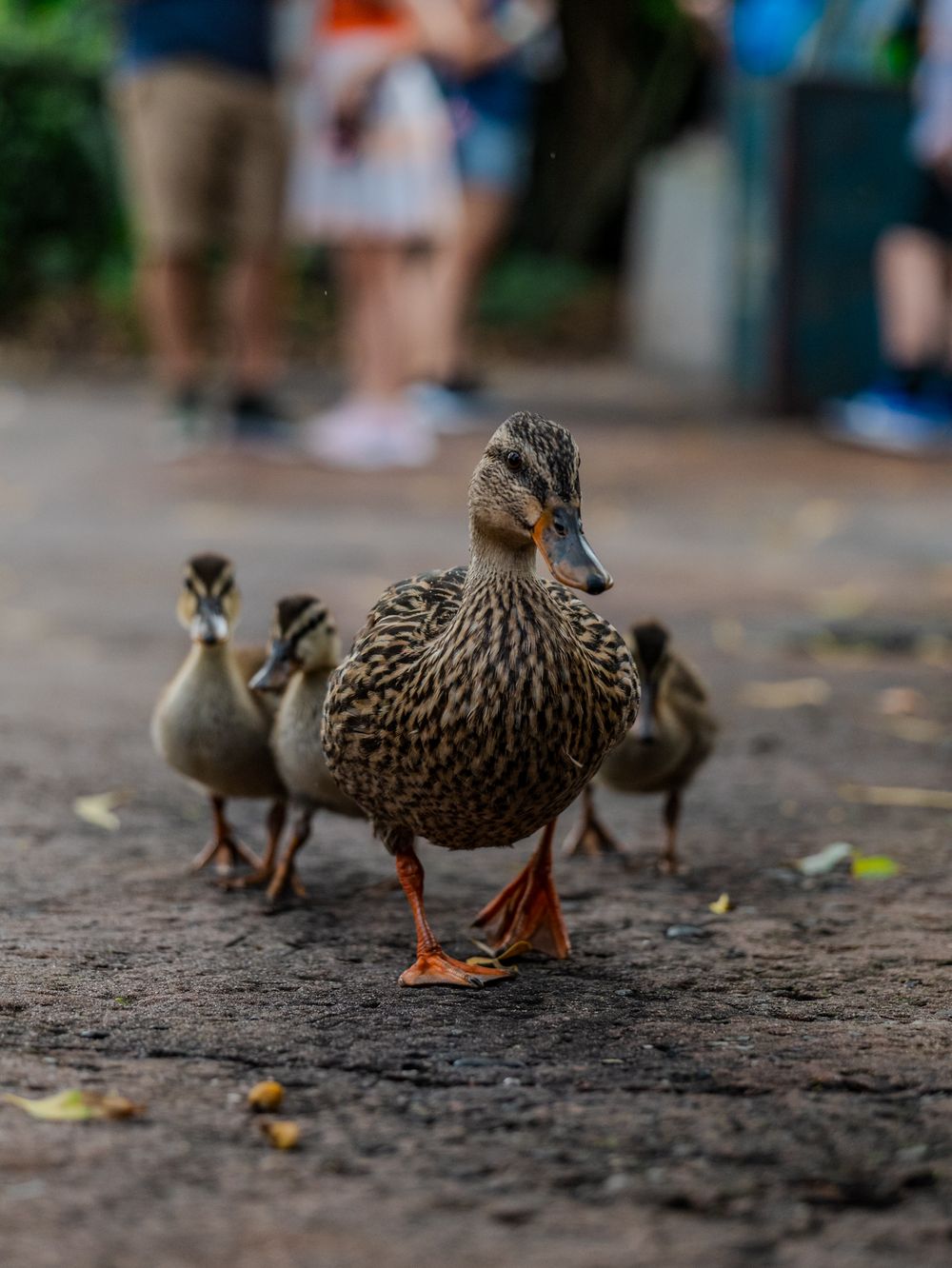 Brown ducks walking in a line on pavement with shallow depth of field.