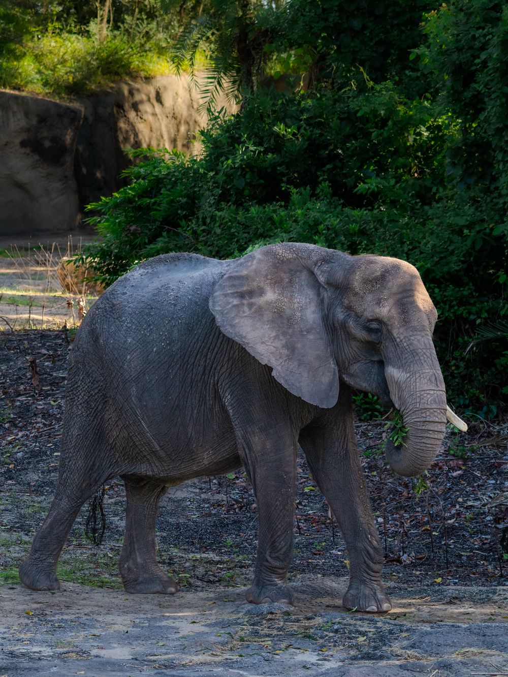 African elephant walking along rocky terrain near green foliage.