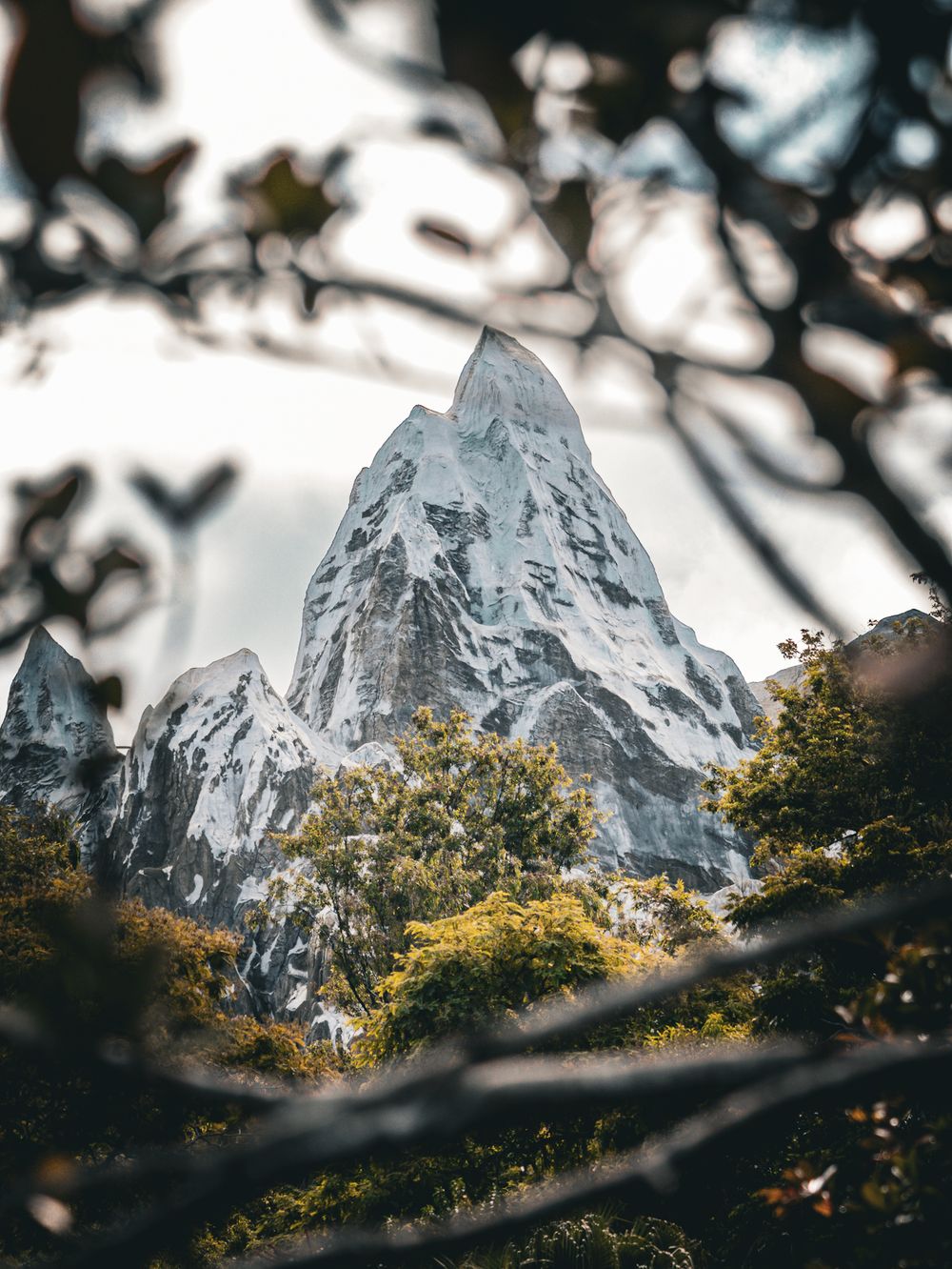 Snow-capped mountain peaks through tree branches at golden hour.