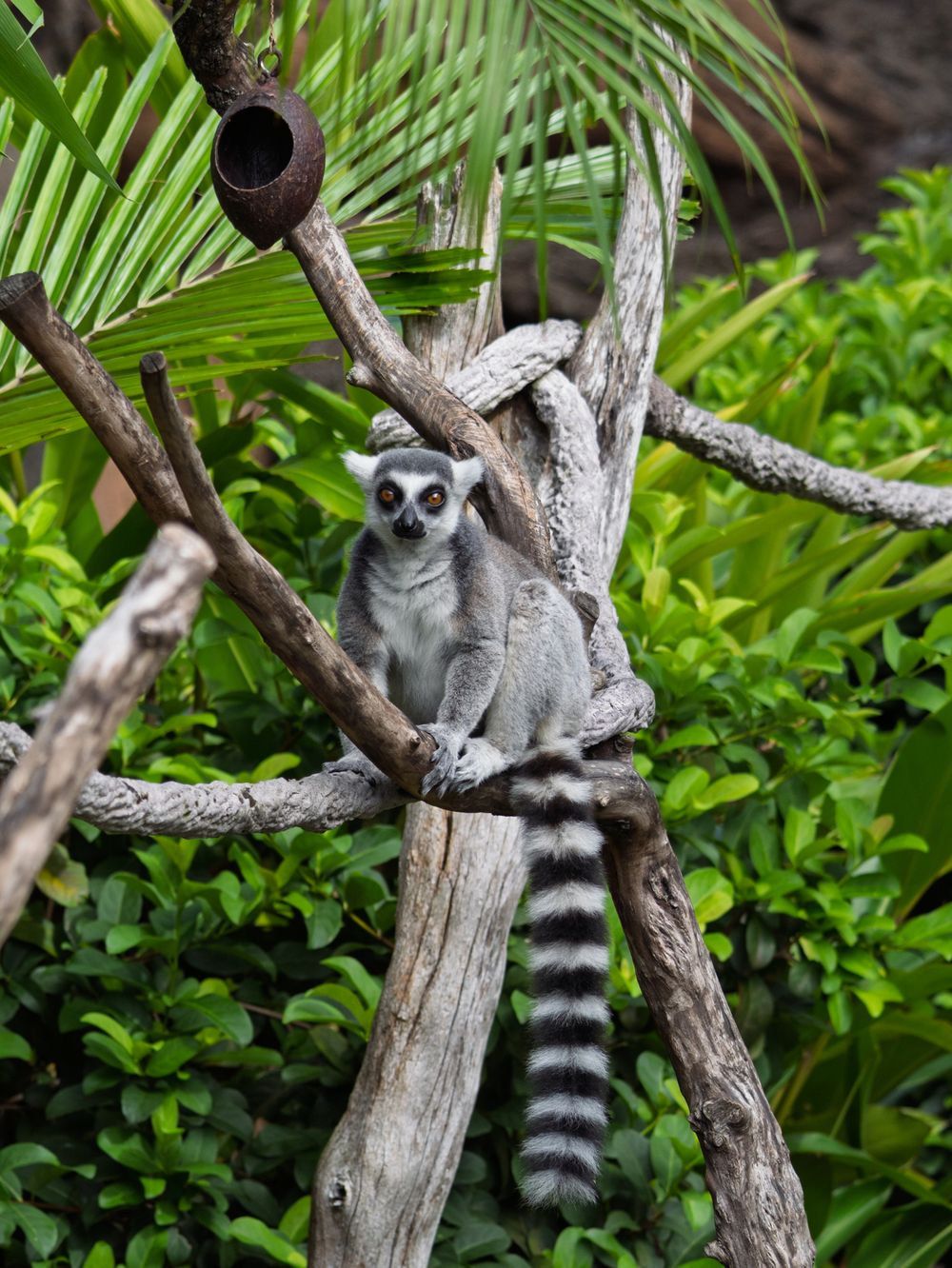 Ring-tailed lemur perched on tree branch with tropical foliage background.