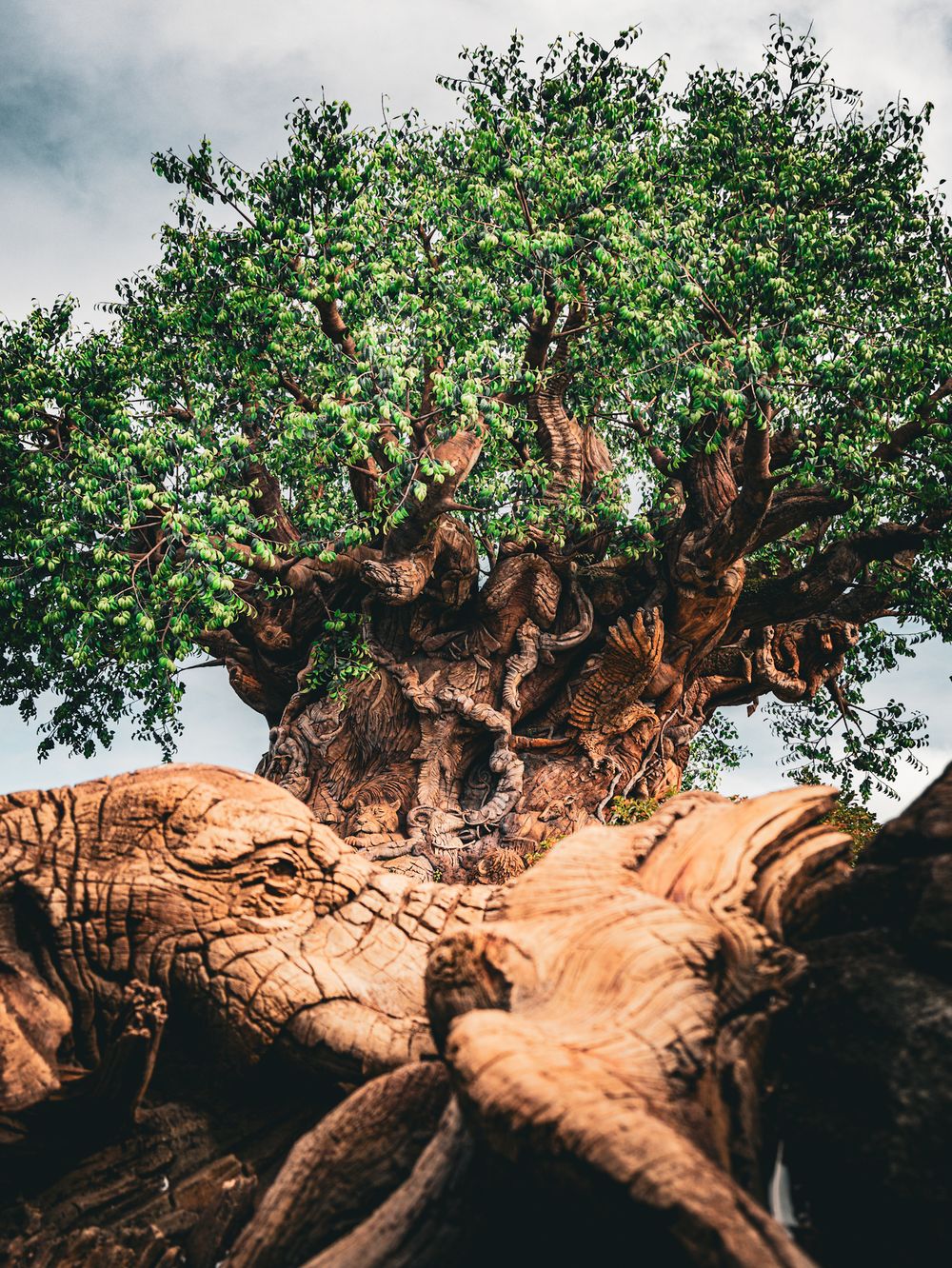 Ancient tree with twisted branches and green foliage against cloudy sky.