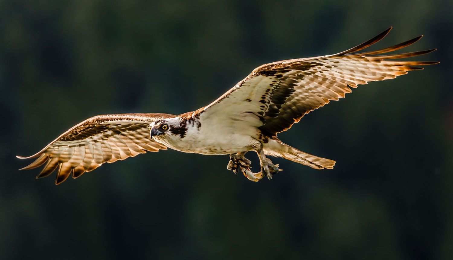 Osprey, Pitt Lake, Pitt Meadows