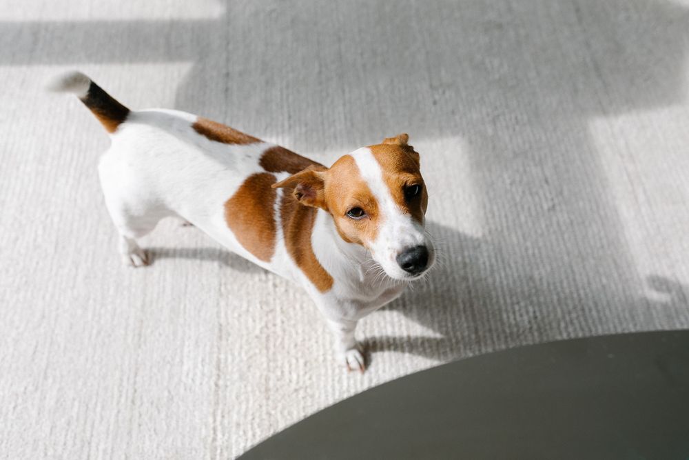 Small white and brown Jack Russell terrier sitting on a light colored carpet.