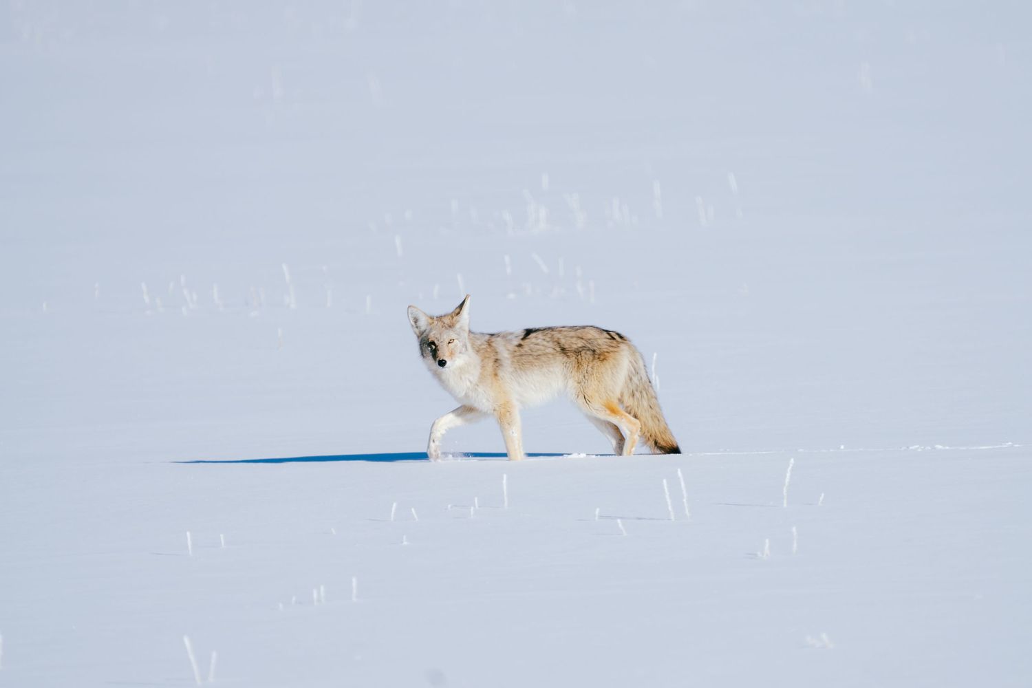 wild coyote in winter in Yellowstone with Michelle Deppe photography