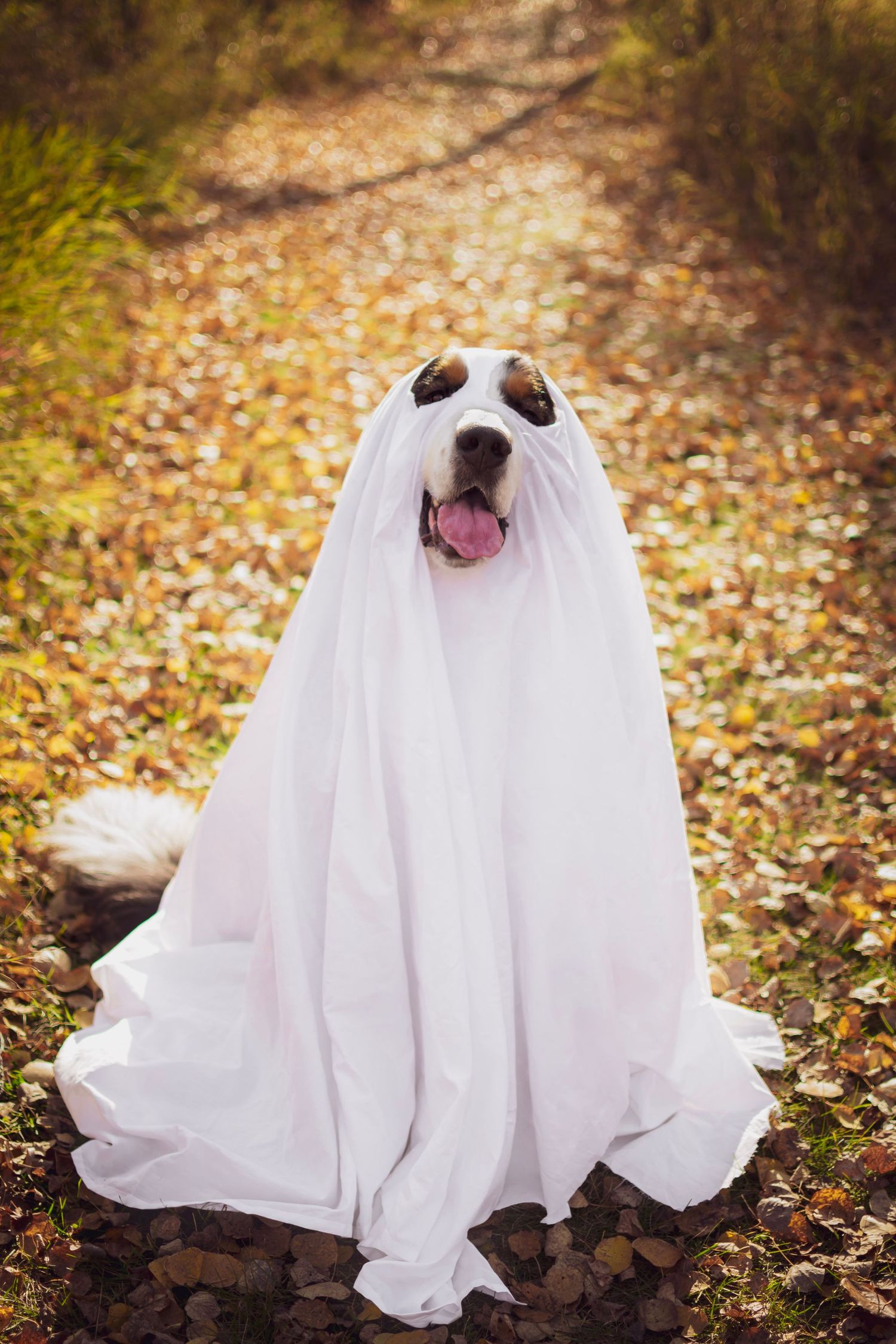 Playful dog dressed as a ghost with white sheet in autumn leaves.