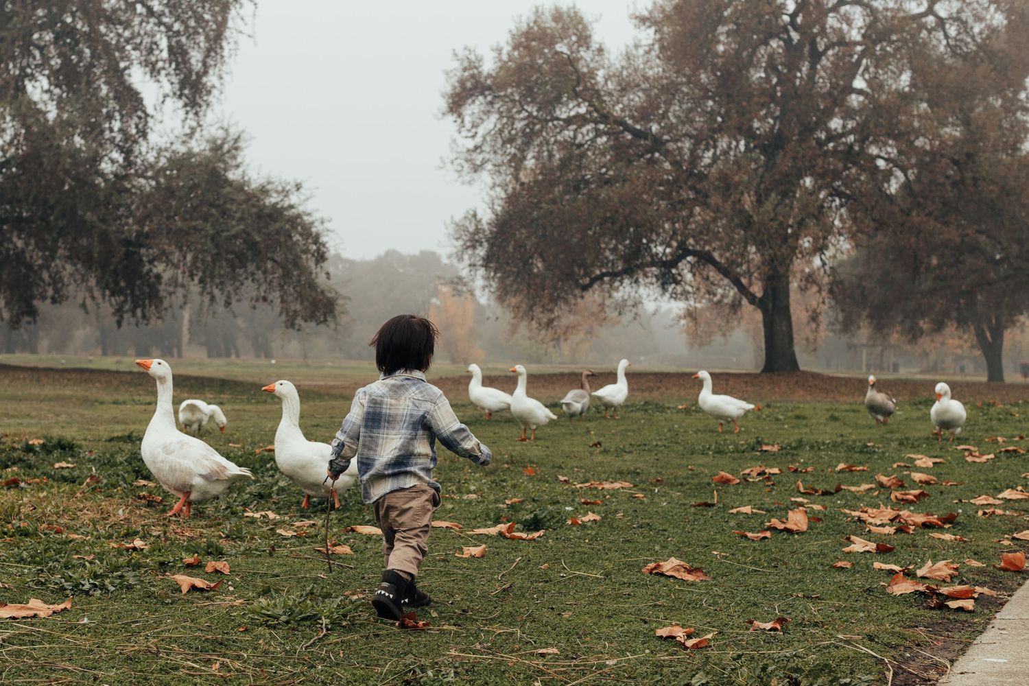 A sequence of panoramic shots showing geese and ducks gathering in a misty autumn field with fallen leaves and trees.