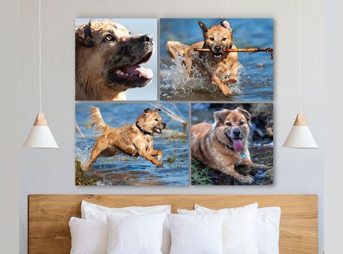 Pet portrait wall art of dog fetching stick