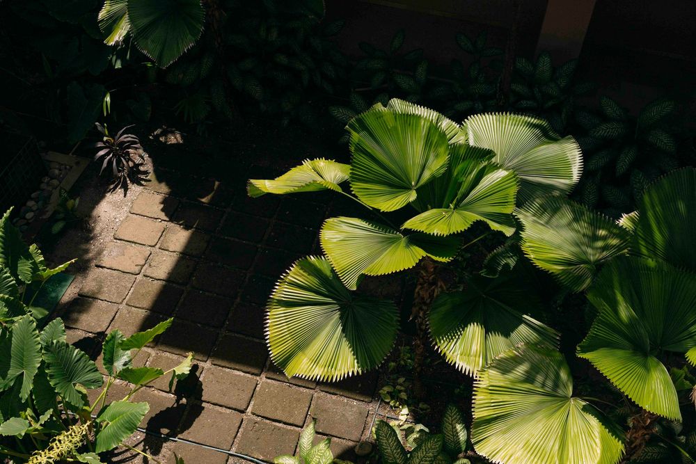 a beautiful leafs in one of the gardens in Westin Conchal