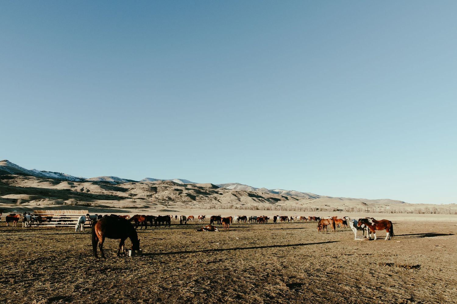 Horses and cattle graze on an open grassland with rolling hills and mountains in the backdrop under clear blue skies.