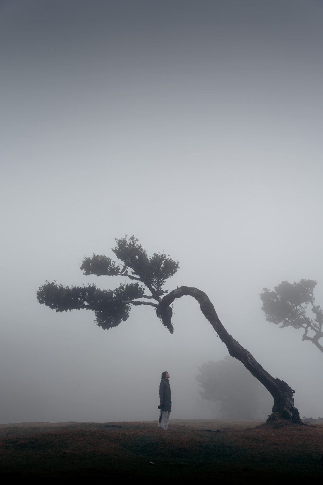 randonneuse en dessous d'un arbre de la foret de fanal à Madère. Arbre très connu de la foret