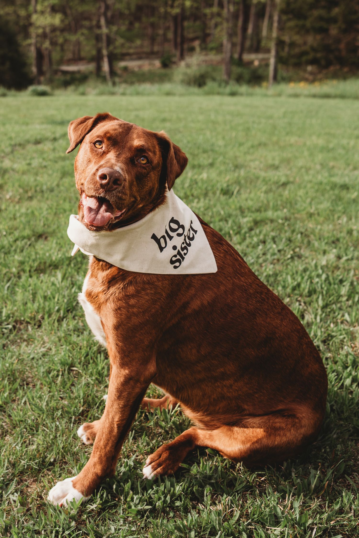 Brown dog wearing a bandana sits in grassy field with mountains in background.