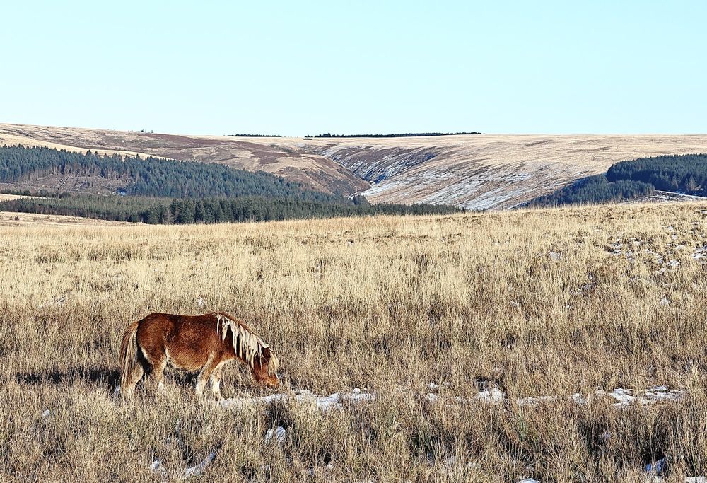 Wild horse grazing in brown winter grassland with rolling hills in the background taken in South Wales.