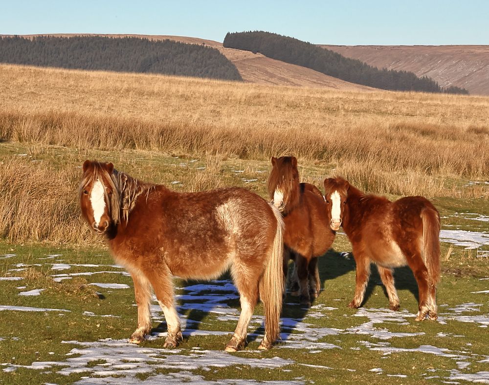 Three brown horses graze in a golden field with rolling hills in the background.