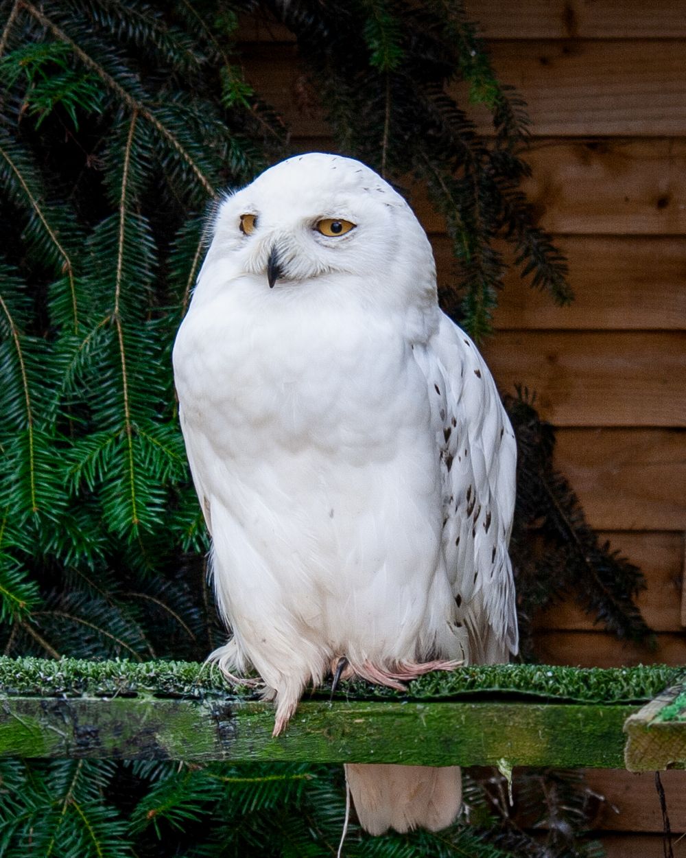Snowy owl with white plumage perched against wooden wall and evergreen branches.