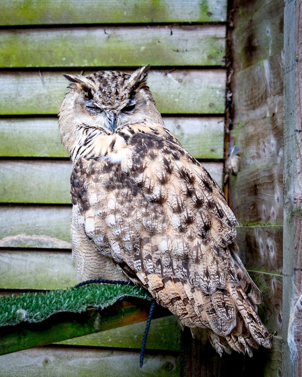 Large spotted eagle owl perched against weathered green wooden siding.