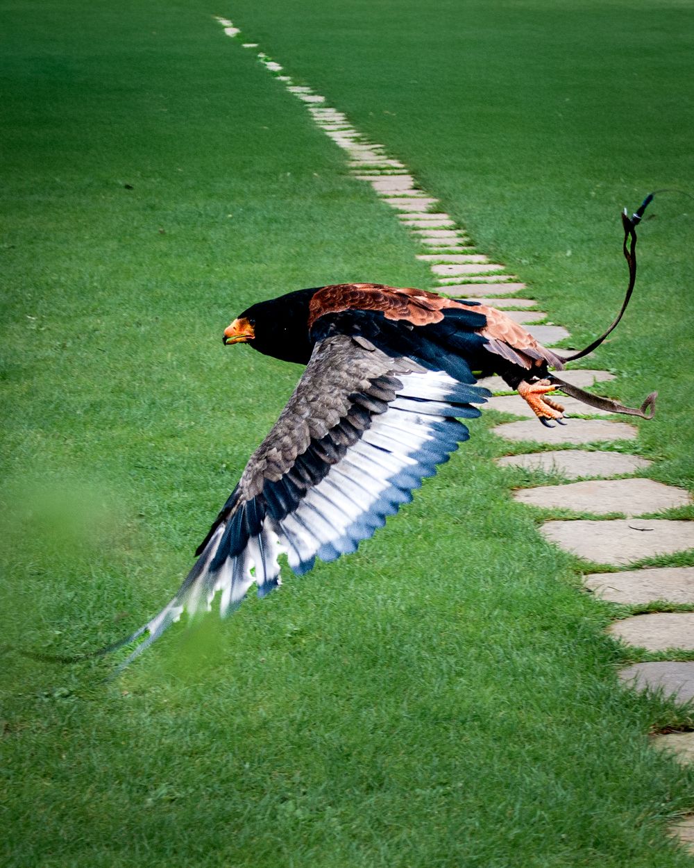 Colorful pheasant in mid-flight over a garden path with vibrant green lawn.