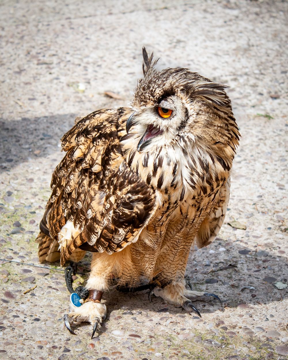 Eagle owl with distinctive orange eyes and mottled brown feathers perched on ground.